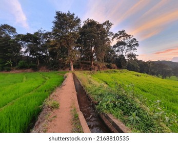 Green Organic Paddy Filed Nature 