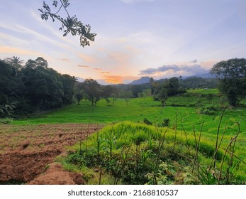 Green Organic Paddy Filed Nature 