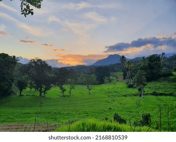 Green Organic Paddy Filed Nature 