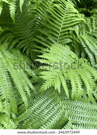 Green ostrichfern fronds forest background closeup