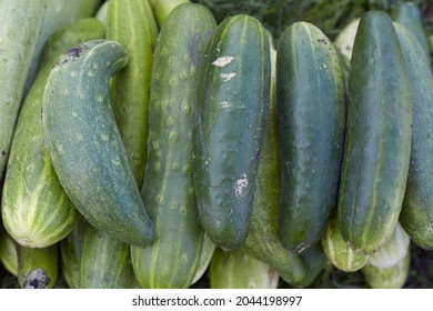 Green overripe cucumbers lie on the ground near the garden on the farm taken close-up.