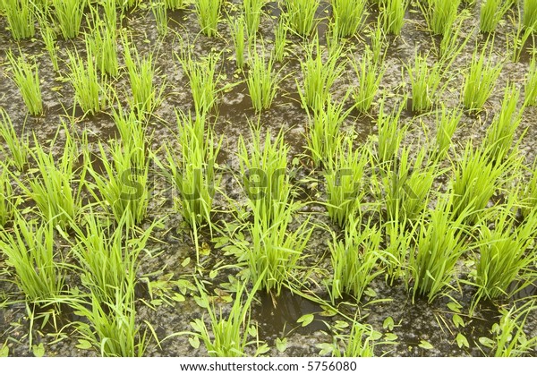 green paddy field (early\
stage)