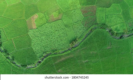 Green Paddy Field In Kerala, Paddy Field Ariel View, Ariel View Of A Green Paddy Field