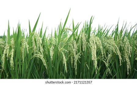 127,560 Green paddy leaves Images, Stock Photos & Vectors | Shutterstock