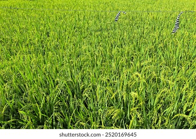 Green paddy field with ripe paddy ready for harvest, tropical rice field and rice terrace with traditional black white stripes farming cloth at the back. - Powered by Shutterstock