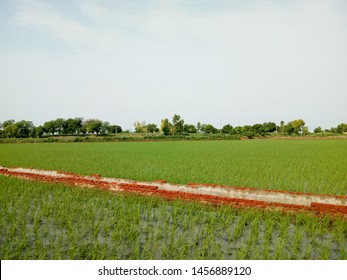 Green Paddy Fields In A Village Near Bathinda,Punjab