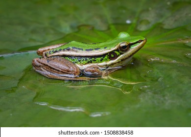 127,560 Green paddy leaves Images, Stock Photos & Vectors | Shutterstock