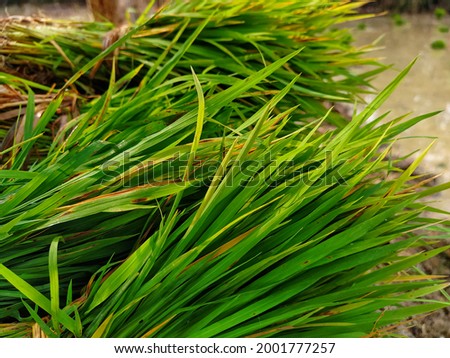 Green paddy grass
Scientific name - Oryza sativa
Family - Poaceae
Order - Poales
Kingdom - Plantae