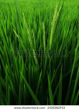 Green paddy ready to bloom