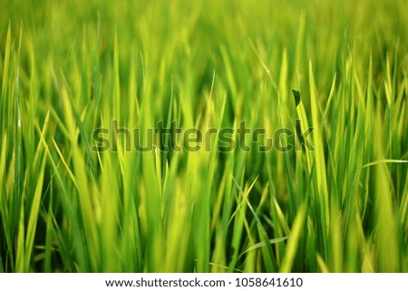 Similar – Image, Stock Photo Close-up of reed on the lake shore