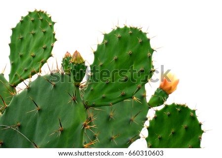 Green pads on a prickly pear cactus. (Opuntia, ficus-indica, Indian fig opuntia, barbary fig, cactus pear and spineless cactus) on streetside in Thailand. Cactus Isolated on white background.