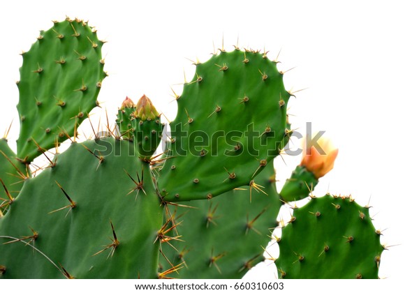Green pads on a prickly pear cactus.\
(Opuntia, ficus-indica, Indian fig opuntia, barbary fig, cactus\
pear and spineless cactus) on streetside in Thailand. Cactus\
Isolated on white\
background.