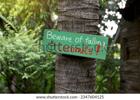 green painted wooden sign mounted on coconut tree Write a message in English that says Beware of falling coconuts to warn people to be careful if they walk under the tree.                             