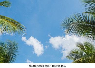Green palm or coconut tree leaves as a frame with clearly could, flare and blue sky background with copy space in summer
