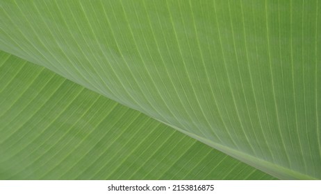 Green palm leaf. Abstract texture