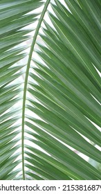 Green palm leaf. Abstract texture