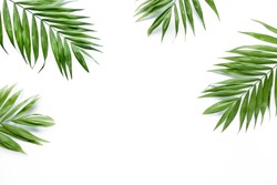 Grüne Zweige Aus Palmenblättern Auf Weißem Hintergrund. Flache Lage, Draufsicht