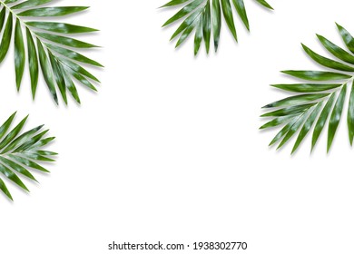 Green Palm Leaf Branches On White Background. Flat Lay, Top View