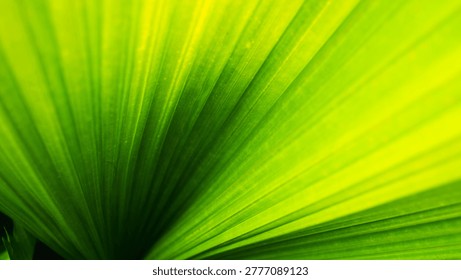 Green palm leaf close up highlights vivid vein texture and bright gradient tones
