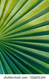 Green Palm Leaf Close Up, Macro Surface, Geometry In Nature