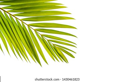 green palm leaf isolated on white background with clipping path for design elements, tropical leaf, summer background - Shutterstock ID 1430461823