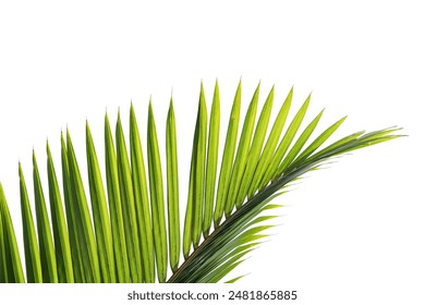 green palm leaf isolated on white background with clipping path for design element - Powered by Shutterstock