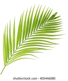 Green Palm Leaf Isolated On White Background