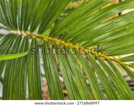 Green palm leaf with parallel lines and natural texture