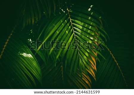Green palm leaf pattern texture abstract background. Copy space for graphic design tropical summer and nature environment concept. Vintage tone filter effect color style.
