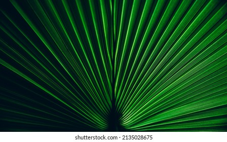 Green palm leaf texture. Symmetry nature background with botanical tropical pattern. Dark and light  abstract shadow plant wallpaper. 