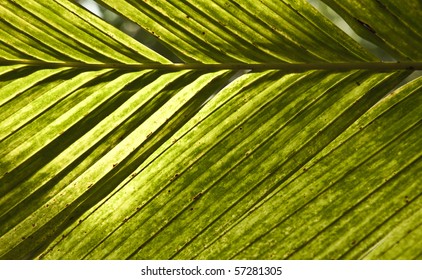 green palm leaves in detail