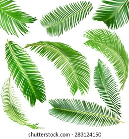 Green Palm Leaves Isolated On White