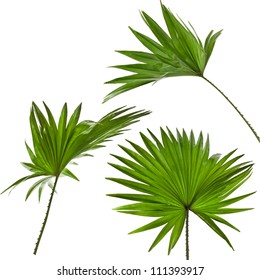 green palm leaves (Livistona Rotundifolia palm tree) set  isolated