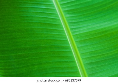 Green palm leaves - natural background