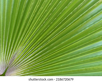 Green palm leaves in the Palma de Mallorca, Spain - Shutterstock ID 2186720679