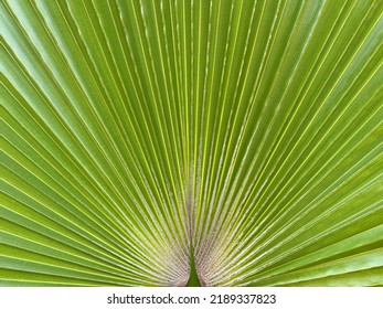 Green palm leaves in the Palma de Mallorca, Spain - Shutterstock ID 2189337823