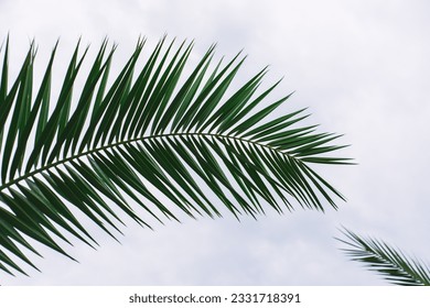 green palm leaves pattern, leaf closeup isolated against blue sky with clouds. coconut palm tree brances at tropical coast, summer beach background. travel, tourism or vacation concept, lifestyle