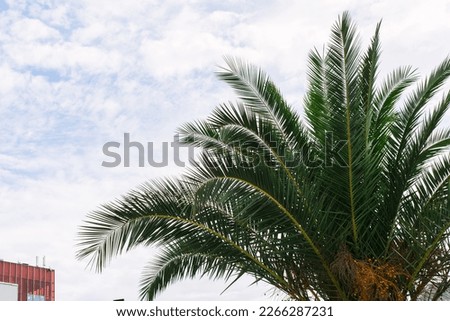 green palm leaves pattern, leaf isolated against blue sky with clouds. coconut palm tree brances at tropical coast, summer beach background. travel or vacation concept, lifestyle minimal