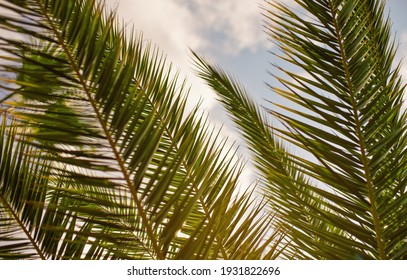 2,107 Palm leaf shadow on back Stock Photos, Images & Photography ...