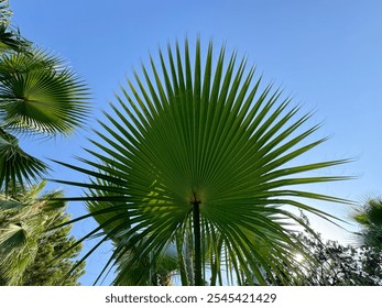 Green palm leaves with the sky. Green palm leaf for background. Greenish yellow color. Radiating veins. Horizontally composed abstract shot of a beautifully back-lit palm leaf. Close-up. - Powered by Shutterstock