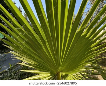 Green palm leaves with the sky. Green palm leaf for background. Greenish yellow color. Radiating veins. Horizontally composed abstract shot of a beautifully back-lit palm leaf. Close-up. - Powered by Shutterstock