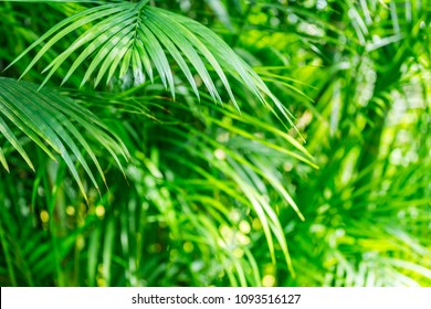 Green palm leaves  in tropical forest.  Dypsis lutescens plant, also known as golden cane palm, areca palm, yellow  butterfly palm