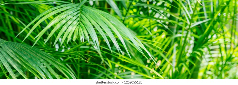 Green palm leaves  in tropical forest.  Dypsis lutescens plant, also known as golden cane, areca, yellow  butterfly palm, Banner backgroung 