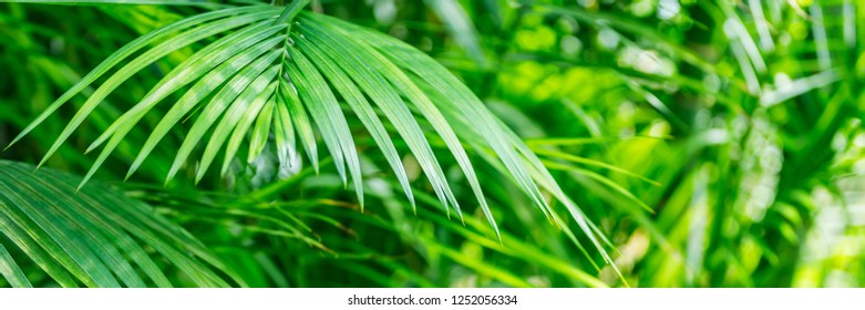 Green palm leaves  in tropical forest.  Dypsis lutescens plant, also known as golden cane, areca, yellow  butterfly palm, Banner backgroung 