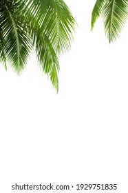 Coconut Tree Corner Images Stock Photos Vectors Shutterstock