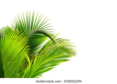 Coconut Tree Corner Images Stock Photos Vectors Shutterstock