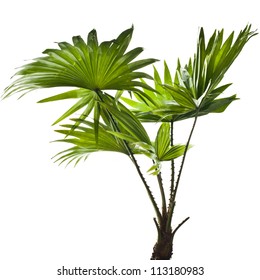 green palm (Livistona Rotundifolia palm tree) isolated