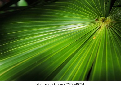 Green Palm On Jungle During Sunny Day. Cancun, Mexico.