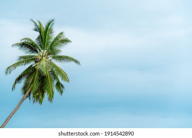 Green Palm Tree Against Blue Sky. Copy Space