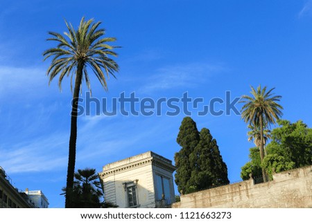 Similar – Image, Stock Photo Palm trees, Italy, summer,